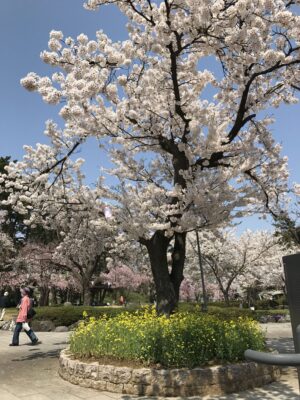 桜🌸