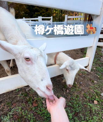 樽ヶ橋遊園🎠