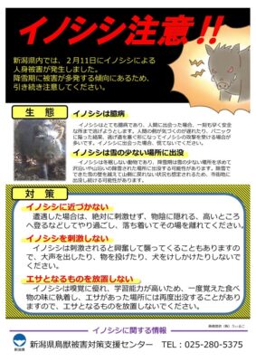 降雪期のイノシシ🐗⚠️