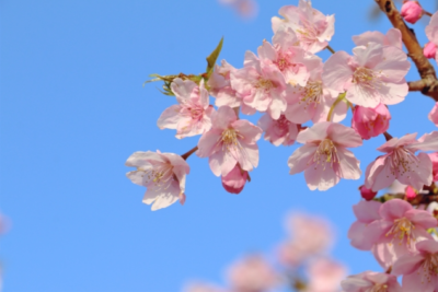 もうすぐ春ですね～🌸