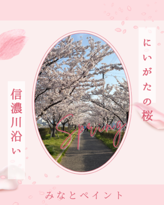 桜🌸🌸🌸