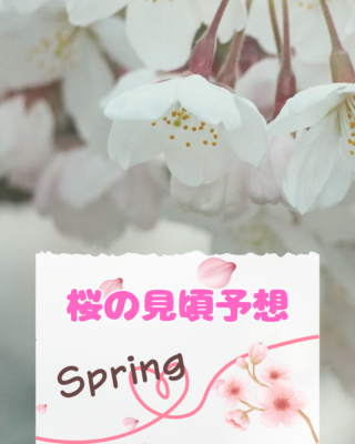 桜の見頃予想🌸