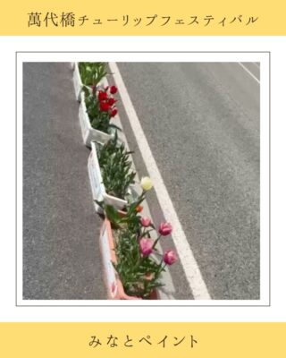 チューリップ🌷🌷🌷