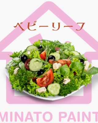 ベビーリーフ👶🥬
