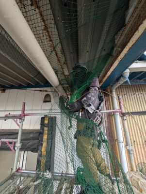 防鳥ネット撤去（施工中）